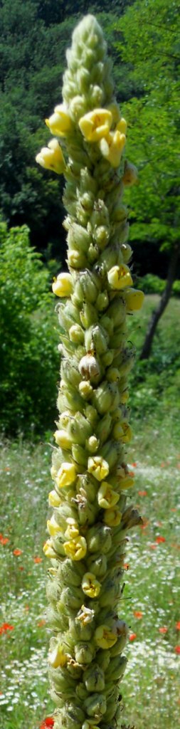 Pianta isolata - Verbascum cfr. thapsus